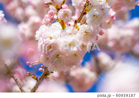 八重桜 アップ 千曲川桜堤 【長野県】 八重桜 アップ 千曲川桜堤 【長野県】 60939187