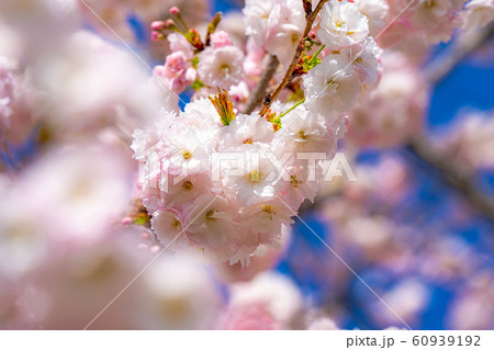 八重桜 アップ 千曲川桜堤 【長野県】 八重桜 アップ 千曲川桜堤 【長野県】 60939192