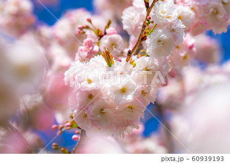 八重桜　アップ　千曲川桜堤　【長野県】 60939193