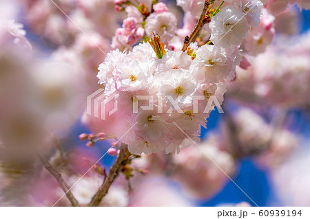 八重桜　アップ　千曲川桜堤　【長野県】 60939194