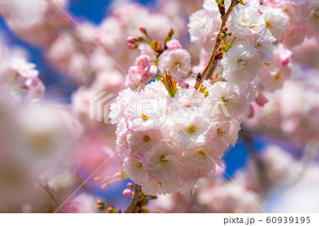 八重桜 アップ 千曲川桜堤 【長野県】 八重桜 アップ 千曲川桜堤 【長野県】 60939195