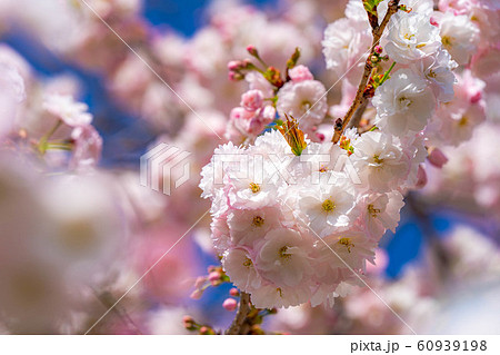 八重桜 アップ 千曲川桜堤 【長野県】 八重桜 アップ 千曲川桜堤 【長野県】 60939198