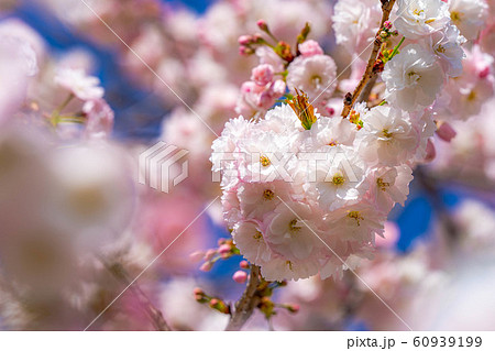 八重桜 アップ 千曲川桜堤 【長野県】 八重桜 アップ 千曲川桜堤 【長野県】 60939199