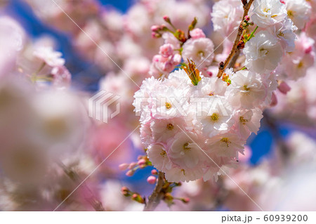 八重桜　アップ　千曲川桜堤　【長野県】 60939200