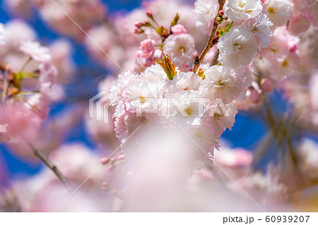 八重桜　アップ　千曲川桜堤　【長野県】 60939207