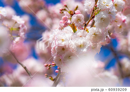 八重桜 アップ 千曲川桜堤 【長野県】 八重桜 アップ 千曲川桜堤 【長野県】 60939209