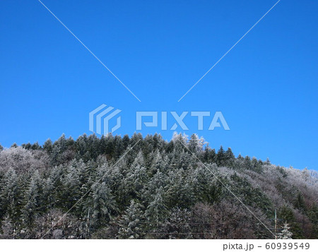 風景 冬 冬の木 60939549