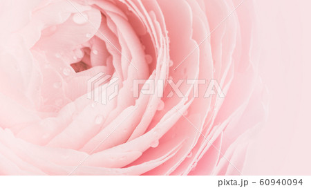 Pink colored peony or buttercup flower close up 60940094