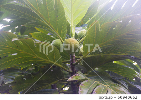 南洋のパンの木とパンの実（撮影地 パラオ共和国、カヤンゲル州） 60940662