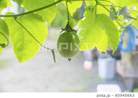 パッションフルーツの蔦と実 撮影地 パラオ共和国 カヤンゲル州 の写真素材