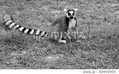 ワオキツネザル　キツネザル　一匹のキツネザル　サル　さる　猿 60940905