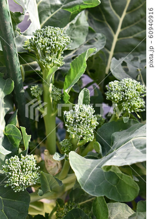 スティックブロッコリー 60940916