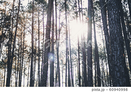 Evening pine forest - Green forest beautiful 60940998