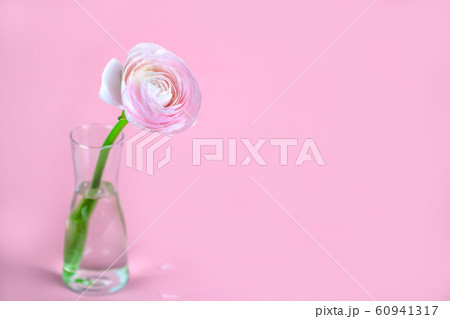 beautiful delicate pink rose ranunculus in a vase. Card. Close up. 60941317