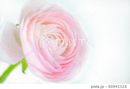 close up of fresh pink rose flower with water drops 60941328