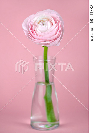 beautiful delicate pink rose ranunculus in a vase. Card. Close up. beautiful delicate pink rose ranunculus in a vase. Card. Close up. 60941332
