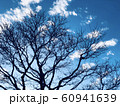 冬の木16 60941639