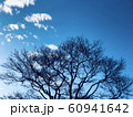 冬の木13 60941642