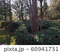 日差し 60941731