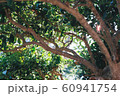 木漏れ日 60941754