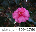花と緑の背景 60941760
