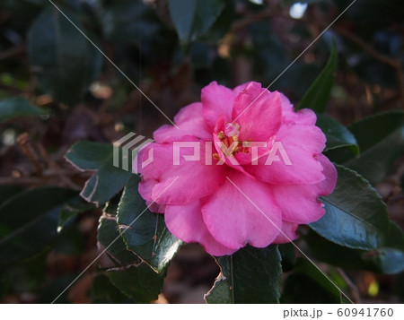 花と緑の背景 花と緑の背景 60941760
