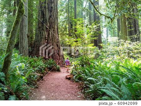 Sequoia Sequoia 60942099