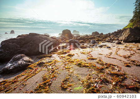 Olympic coast Olympic coast 60942103