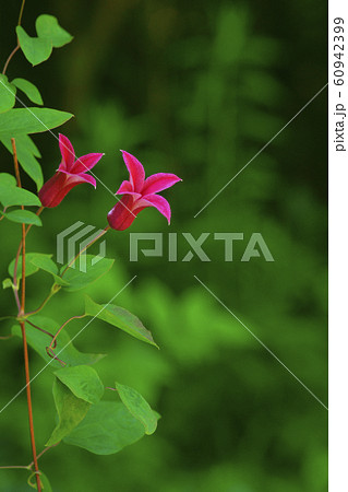 クレマチス クレマチス 60942399