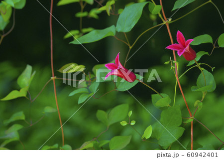 クレマチス 60942401