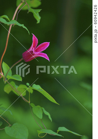 クレマチス 60942426