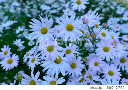 花 植物学 花びら 60942762