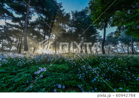 花 植物学 花びら 60942768