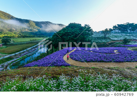 花 植物学 花びら 60942769