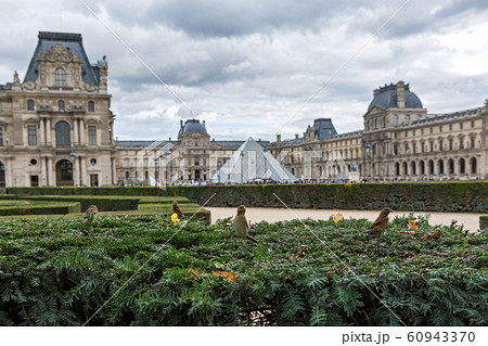 Wild city birds in Paris Wild city birds in Paris 60943370
