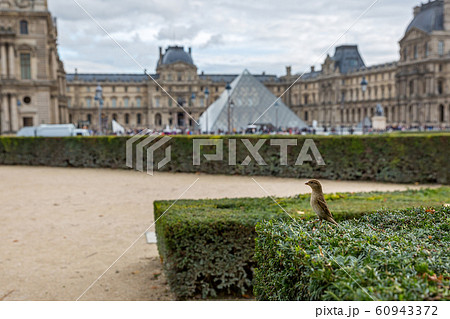 Wild city birds  in Paris 60943372