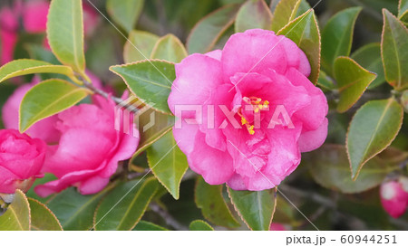 美しいサザンカ(山茶花)(自然質感) 美しいサザンカ(山茶花)(自然質感) 60944251