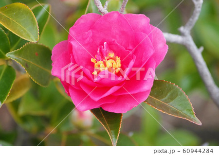 美しいサザンカ（山茶花）(自然質感) 60944284