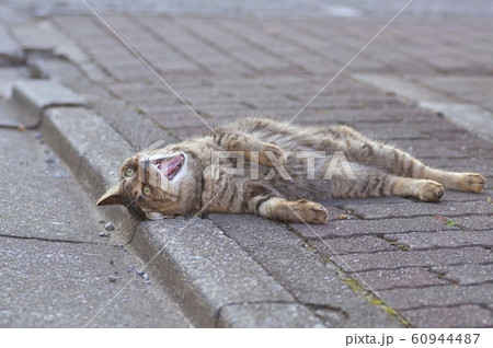 猫　あくび 60944487