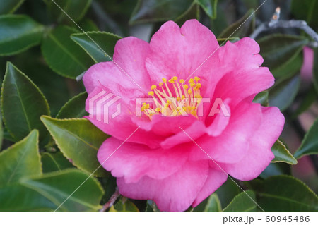 美しいサザンカ（山茶花）(自然質感) 60945486