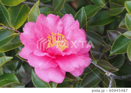 美しいサザンカ（山茶花）(自然質感) 60945487