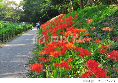大和市 泉の森の彼岸花 大和市 泉の森の彼岸花 60945773