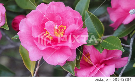 美しいサザンカ（山茶花）(自然質感) 60945884