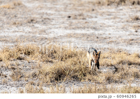 Jackal on the hunt for Prey Jackal on the hunt for Prey 60946265