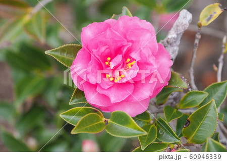 美しいサザンカ（山茶花）(自然質感) 60946339