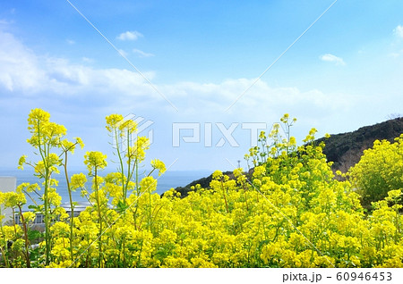 海の見える国営明石海峡公園の満開の菜の花 海の見える国営明石海峡公園の満開の菜の花 60946453
