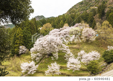 佛隆寺の千年桜 桜の名所 奈良観光スポット 佛隆寺の千年桜 桜の名所 奈良観光スポット 60946481