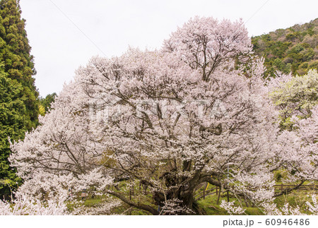 佛隆寺の千年桜　桜の名所　奈良観光スポット 60946486