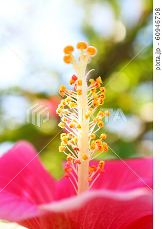 ハイビスカス ハイビスカス 60946708