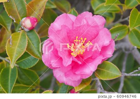 美しいサザンカ（山茶花）(自然質感) 60946746